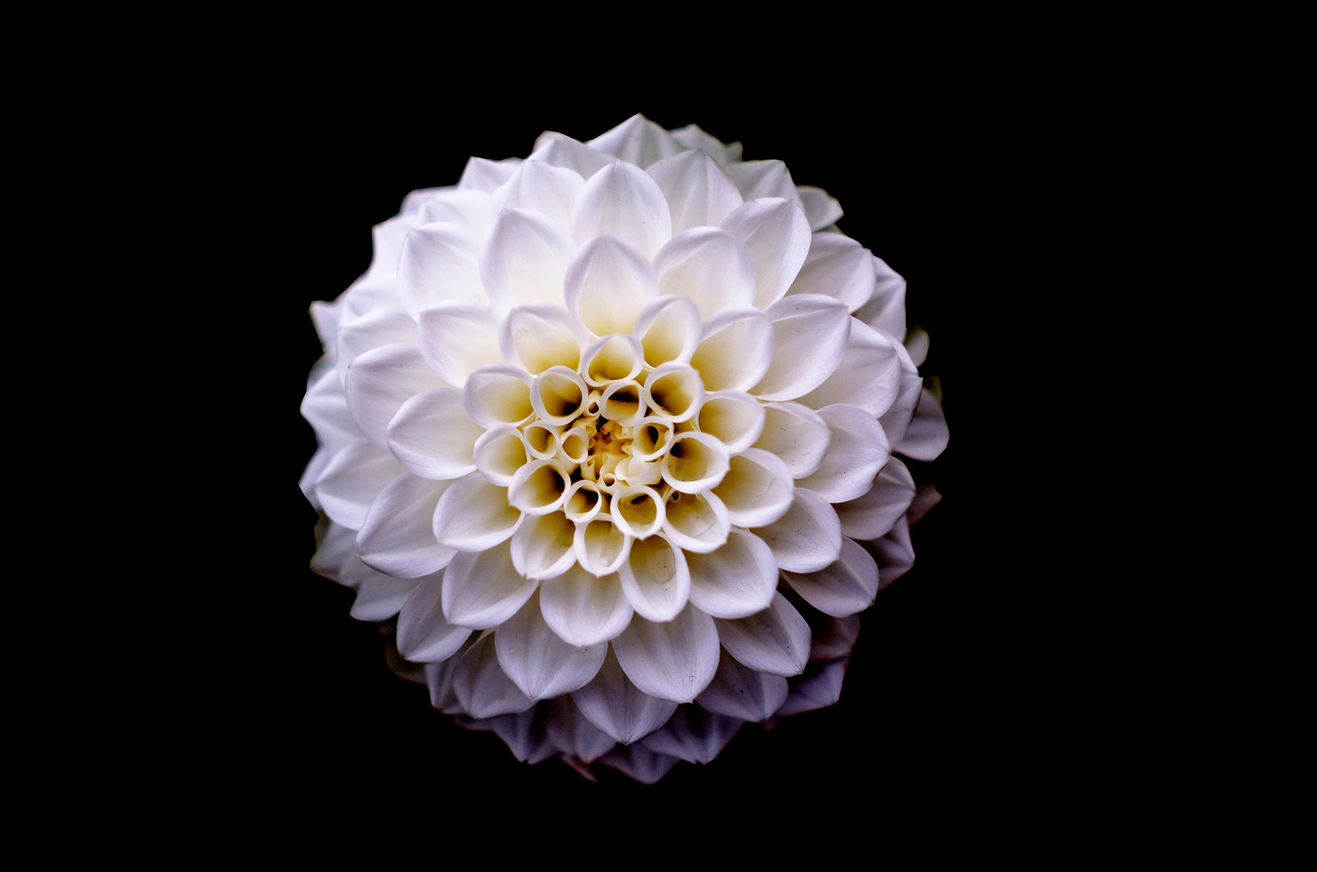 White and Yellow Flower Macro Photography